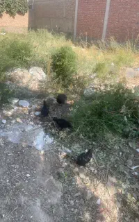 مرغ و خروس پاکوتاه