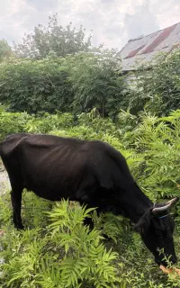 گاو وگوساله نر