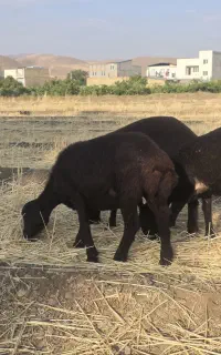 قره قیزل ۴راس اصل
