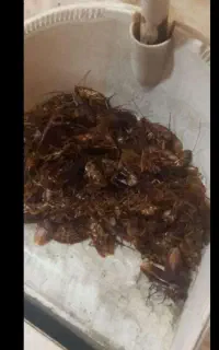 سم پاش سوسک ساس سمپاشی گال کنه موش کل مشهد تضمینی