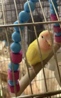 پرنده طوطی کوتوله