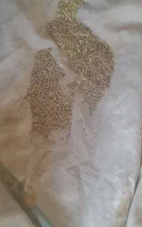 ۱۳تن‌گاودانه