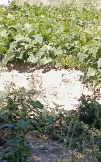 لوبیا تازع