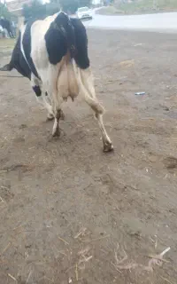 گاو شکم اول با گوساله ماده