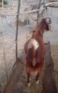 نری