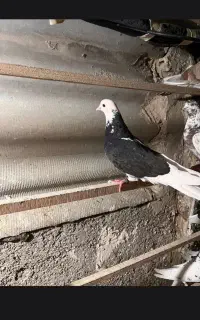 ۱دونه شازده سیاه ماده