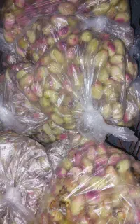پسته تازه