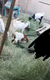 چند راس بز و کهره
