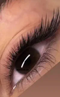 مژه