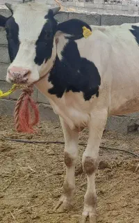 گاو ۲ ماه آبستن. با گوساله ده ماهه