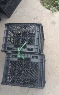 سبد بازاری گوجه