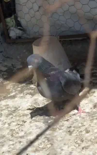 ماده سیاه