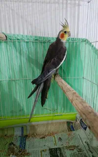 عروس هلندی