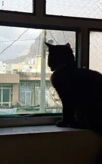 گربه