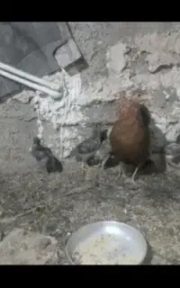 مرغ کرچ گلین به همراه ۷ عدد جوجه