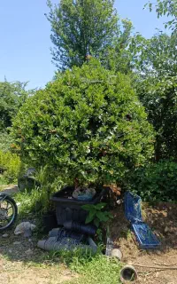 نیاز به کارگر گلخانه