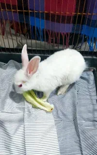 خرگوش