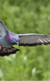 کفتر