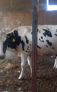 قیمت ۲۵۰ میلیون