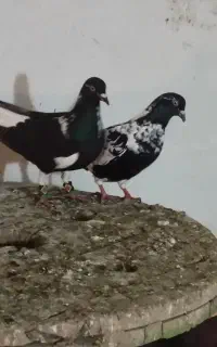 مجسمه شتری دم سفید