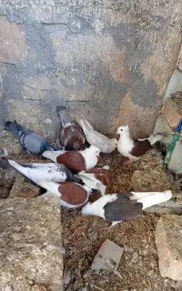 کفتر سینه و پشتی