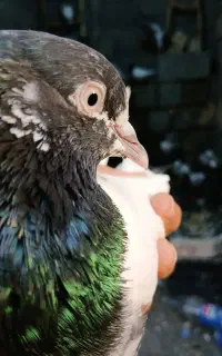 کبوتر