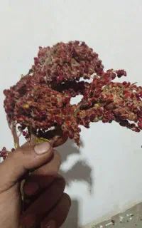 سماخ درجه یک قره داغ هوراند