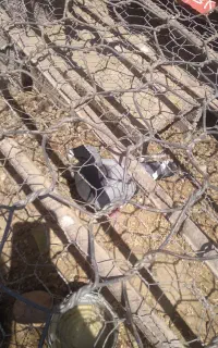 کبوترنر