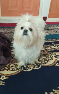 سگ پشمالو