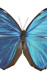 آموزش آنلاین حضوری مکالمه به روش زبان مادری