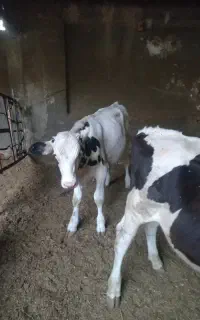گوساله نر سیمینتال مونت
