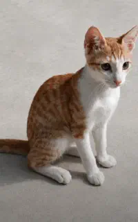 واگذاری رایگان دو عدد گربه نر