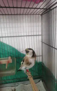 سهره ماده