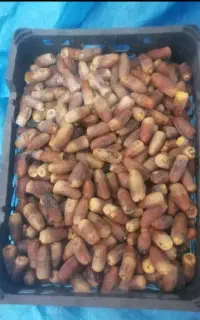 خرما درجه یک