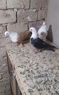 کفترکل سفیدوحندقی وعروس