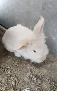 خرگوش