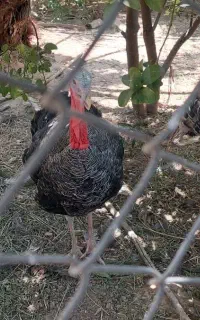 بوقلمون نر و ماده