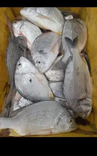 ماهی شوم تازه