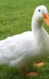 اردک