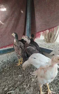 جوجه نسل