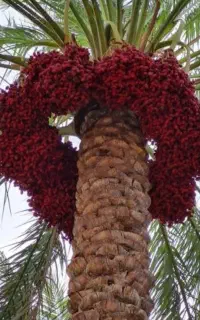 اجاره دادن 600 خوشه خرما در منطقه نرماشیر