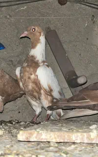 جوجه شتری ضمانتی