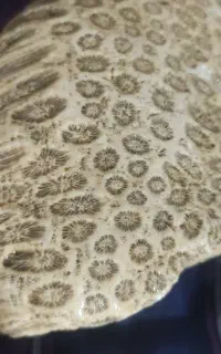 فسیل