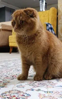 گربه معاوضه با طوطی