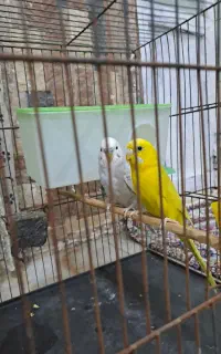 گمشده ،مرغ عشق