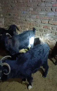 گوشت مراسمات