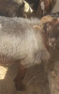 فروش قوچ گله تخمی