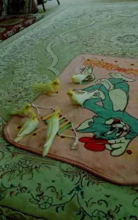 یه جفت عروس هلندی زعفرونی فوق درجه یک با جوجه