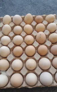 تخم مرغ نطفه دار