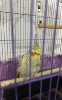 واگذاری عروس هلندی سالم